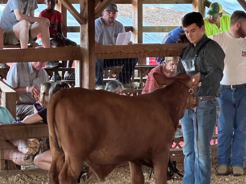 Caleb French showing his Star 5 bull at the Fair.
